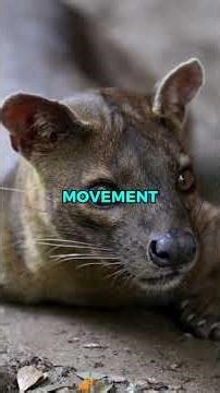 Would a Fossa Make a Good Pet? | Pets Rated 🐈😂