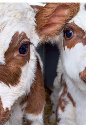 Adorable Baby Cows: A Glimpse Into Farm Life