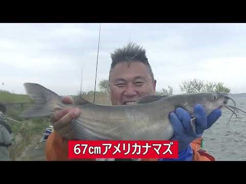 Channel catfish have started biting in Kitaura! Large ones measuring 70cm have been spotted, and ...
