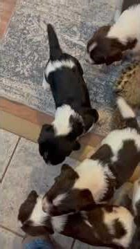 Beginning the Journey | The Upland Springer Project