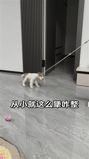 小犟种 猎狐梗从小就这么犟种么 带上遛狗绳纯靠拖着走 咋整 咋能训练牵绳出去遛 #遛狗 #刚毛猎狐梗卖萌 #刚毛猎狐犬多少钱