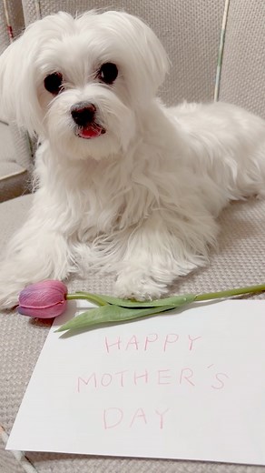 22K views · 593 reactions | Happy Mother’s Day to all the mommies! You are the best!❤️#maltese #dog #happymothersday #dogmom #dogsofinstagram | Maltese Angels - A-Rod and Bailey | Facebook