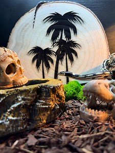 Wooden Vivarium Tank Background Decor - Etsy UK