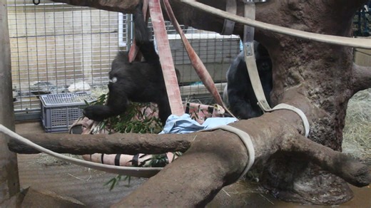 Snack time?? What is on the menu? | DC Zoo Walks