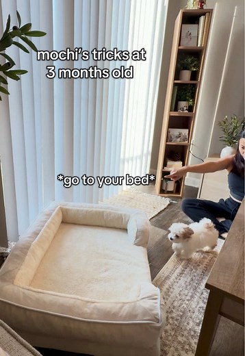 Mochi the Maltipoo: Tricks at 3 Months Old