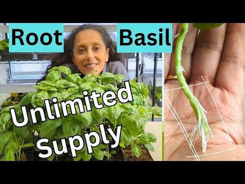 How To Root Basil From Cuttings