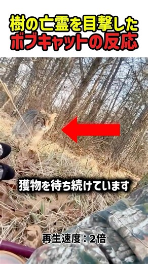 【衝撃】1メートルまで接近！最強の擬態vs野生の勘、生死を分けた「一瞬のまばたき」 #ボブキャット #野生動物 #擬態 #ハンター #猟師 #衝撃映像 #人と自然 #shorts