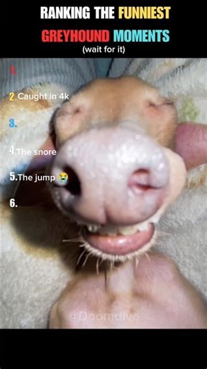 Ranking the funniest Greyhound Moments #shorts #ranking