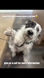 Prairie Paws Animal Shelter - Ottawa KS on Reels