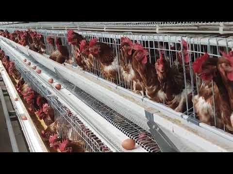 A-Type Automatic Layer Cage Egg Collection System#layerfarm #chickenfarm