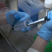 Quantitative Multispectral Analysis Following Fluorescent Tissue Transplant for Visualization of Cell Origins, Types, and Interactions