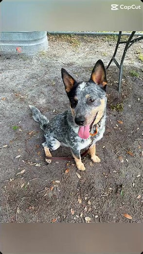 4.4K views · 107 reactions | **ADOPTED**  Meet Oreo!  Oreo is a...