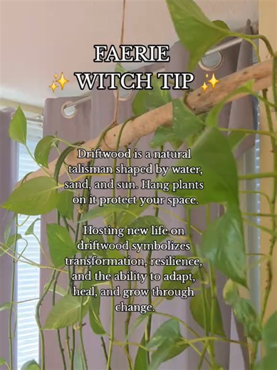 Turn driftwood into a living talisman 🌿✨ #witchtok #witch #fae #talisman #faetok