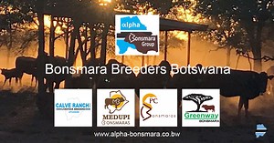The Alpha Bonsmara Group in Botswana