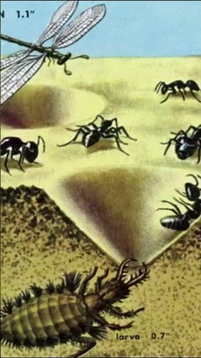 Unveiling the Deadly Antlion Larvae Nature’s