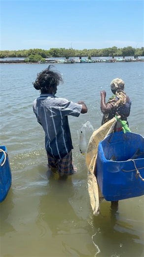 33K views · 234 reactions | Watch the Crazy Tail Power of Mullet Fish! | Snakehead Angler Amar | Facebook