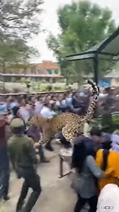 Unexpected Height — Visitors Guided Away A large fenced zoo enclosure with dense greenery is shown. As tourists watch, one leopard climbs a tree near the fence top. People gasp and step back. Zoo staff manage the crowd and the leopard moves down safely. #zooreaction #safeending #shorts | Kiran Wakade