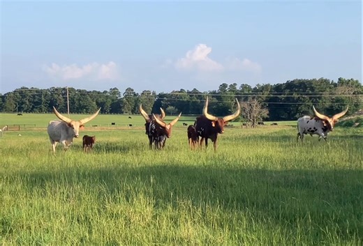 186K views · 3.8K reactions | Watusi Wednesday! September 24th we’re having a membership meeting of the World Watusi Association - Ankole-Watusi Cattle Registry along with the 4 day Exotic Auction at Lolli Brothers in Macon, Missouri. Come meet some Watusi breeders and walk the barns and check out all the zebras and osterichs and buffalo and Watusi! Hope to see y’all there. #WatusiWednesday | Ross Ranch Horns | Facebook