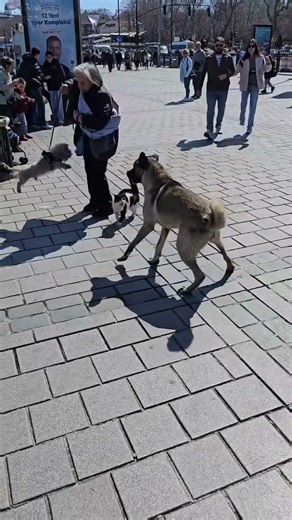 Dogs Scared of Cats!