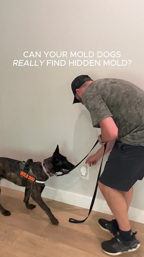  Can your mold dogs really find hidden mold?  Xia and Remi have...