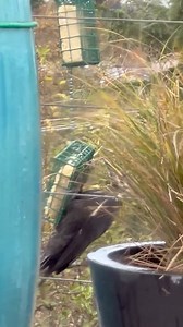 First time I've seen this large woodpecker in 50 years. What is it? | BackyardGardener.com - Your Backyard Gardening Source