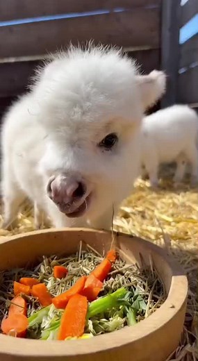 Tiny White Donkeys at Donk Planet