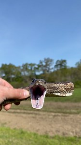 Up close and personal with a grey rat snake from Alabama. 🐍 | Justin Doll