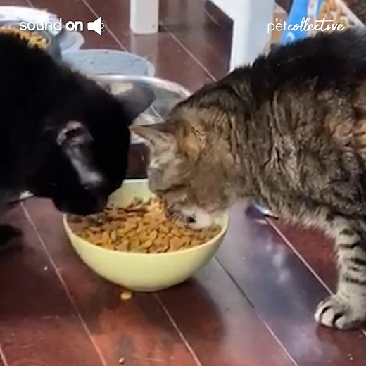 334K views · 3.1K reactions | Do you have any funny stories about how your pet eats? | Try Not to Laugh | Facebook