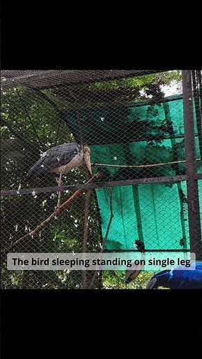 The Most Beautiful Zoo in India? Mysore Zoo! 🦁