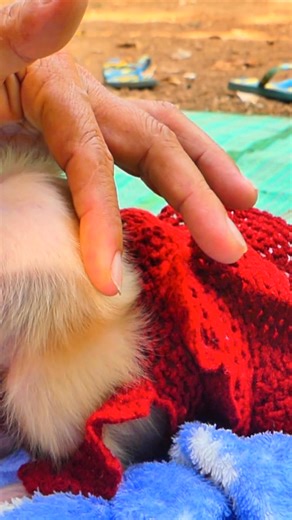 7.1K views · 155 reactions | Before and After Rescue – Lucy’s Transformation Is Pure Magic  #Monkeyreels #BabyMonkeyLucy #Monkeyvideos | Monkey TV168 | Facebook