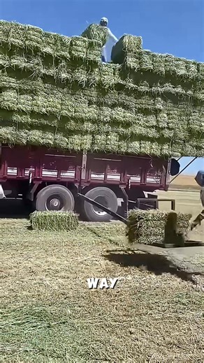 Stacking hay the smart way #FarmLife #HayStacking #SmartFarming | Huntsville Studio