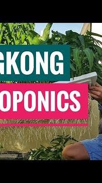 KANGKONG HYDROPONICS sa ROOFTOP! EASY!