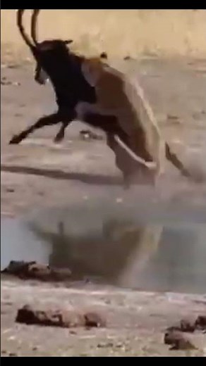 Life of African Lions – The Fight Between Lion and Mountain Goat !