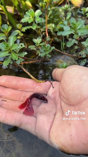 Discover the Vibrant Colors of Betta Fish in Nature