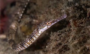 Pipefish