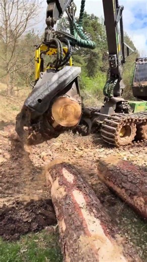 High-Efficiency Tree Harvesting and Processing