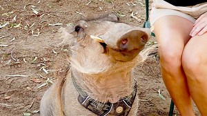 The Lion King’s Pumba isn’t the only AWESOME WARTHOG. Meet Waylon from #WildlifeWorldZoo! Kristy has some fun facts about this sweet creature... Waylon is one of many #cuteanimals of Arizona and you can visit him at Wildlife World Zoo, Aquarium & Safari Park! | CW7 Arizona
