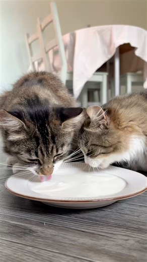 Leaving the house shouldn’t mean chaos for your cats. 🐾 Save 25% on diffusers this Fireworks Season! Autumn & Blossom used to panic when their owners left, scratching and showing signs of stress. Since discovering FELIWAY Optimum - vet recommended and scientifically proven - they've seen a huge difference. 💜 No more panicking at the door 💜 Scratching stopped 💜 Two calmer, happier cats ✨ Join millions of cat families who trust FELIWAY to reduce stress and restore peace. | Feliway