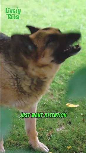 Why Dogs Bark – Understand Their Language