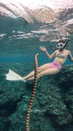 Top Marine Biologist Reveals Secret Sea Snake Facts