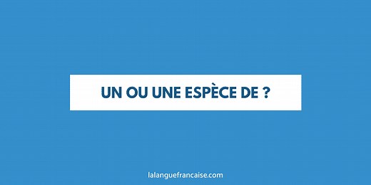 « Un » ou « une » espèce de ? - Orthographe