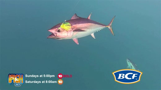 1.3K views · 28 reactions | You know you're in for a good day when the rods start buckling on the way out  This week on Ifish with BCF Paul heads to SA for some blue skies and BIG fish. Check out the action this Sunday at 5PM on TEN Bold  #IFISHwithBCF #SBT #Samsonfish | BCF - Boating, Camping, Fishing | Facebook