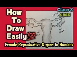 How to draw female reproductive system class 8/class 8 female reproductive system diagram