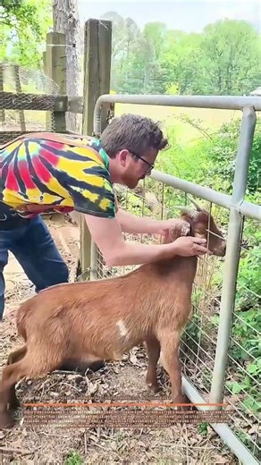 Ziege im Zaun gerettet: Ein einfacher, tierfreundlicher Befreiungsakt