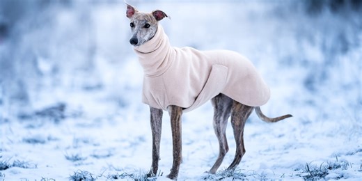Do dogs really need coats in winter? Vets settle the debate