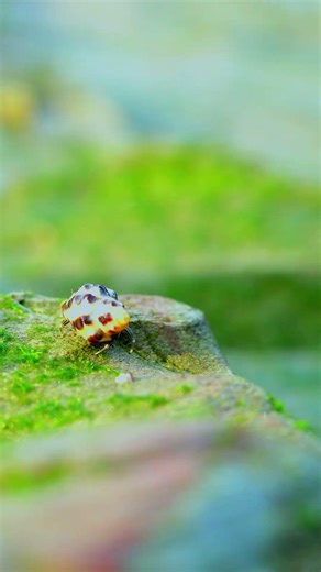 Một em ốc mượn hồn mình vô tình quay được #beach #crystals #travel #sea #ocean #shorts #seashell