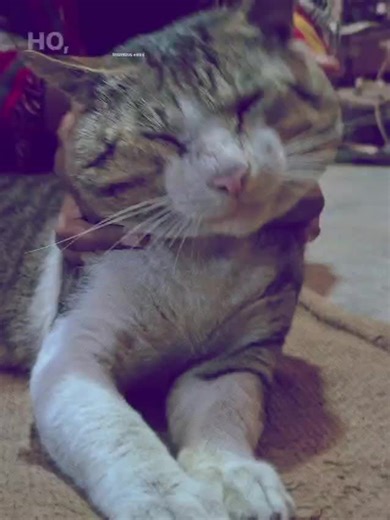 🐱🐱#ppppppppppppppppppppppp #ppppppppppppppppppppppp #ppppppppppppppppppppppp #ppppppppppppppppppppppp #ppppppppppppppppppppppp