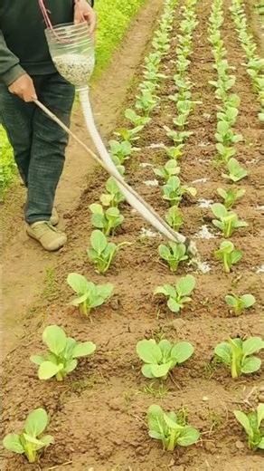 Fertilizer Hack Skills #Agriculture #FarmingTips #LabeeqAgriFarm