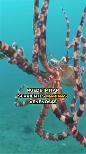 el PULPO que puede CONVERTIRSE en otros animales 🐙😱 #naturaleza #ciencia #biologia