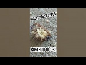 Roly Polie giving birth to hundreds of babies!
